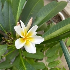 プルメリア120cmくらい？の画像