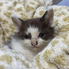 チッチ♡オス♂子猫