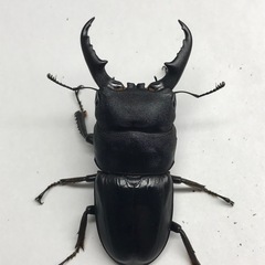 本土ヒラタ 2♂の画像