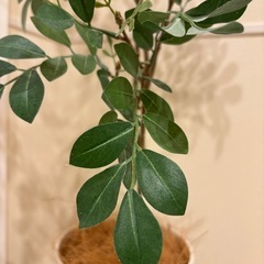 フェイクグリーン　観葉植物　シマトネリコの画像