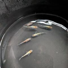 🉐🉐🉐日曜日🉐🉐🉐メダカ🐟の画像