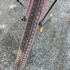 0032 中古自転車の画像