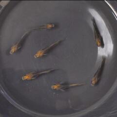 【現品限り】メダカ　竜章鳳姿(りゅうしょうほうし)　幼魚　10匹の画像