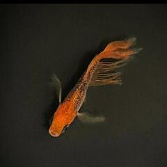 【現品限り】メダカ　竜章鳳姿(りゅうしょうほうし)　幼魚　10匹の画像