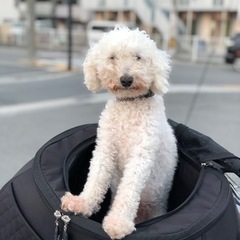 ペットキャリーの画像