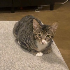 キジ白　里親募集　お見合い予定