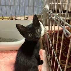 黒猫ちゃんの里親募集