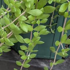 多肉植物  ツルマンネン草の画像