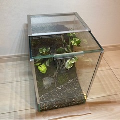 コケリウム 水場ありの画像