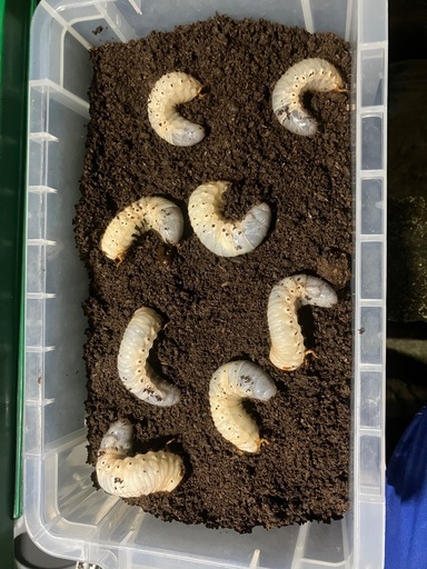 両面開き吊戸棚 1990x600x500 LIXIL・サンウエーブ 両面開き