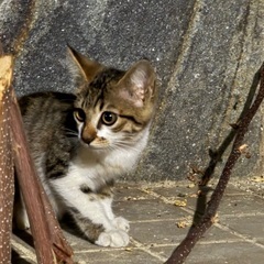 ⭐️サバ白　子猫　甘えん坊⭐️