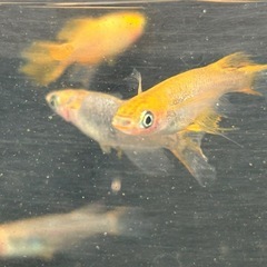 竜章鳳姿　幼魚1匹100円の画像