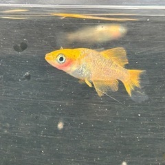 竜章鳳姿　幼魚1匹100円の画像