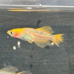 竜章鳳姿　幼魚1匹100円の画像