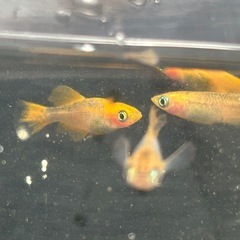 竜章鳳姿　幼魚1匹100円の画像