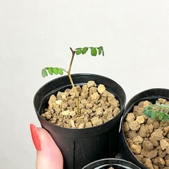 ソフォラ リトルベイビー 1鉢の画像