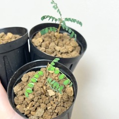 ソフォラ リトルベイビー 1鉢の画像