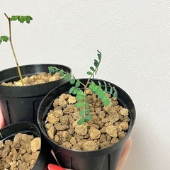 ソフォラ リトルベイビー 1鉢の画像