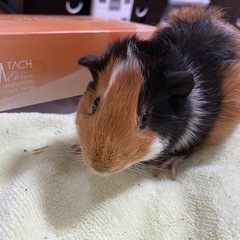 モルモット