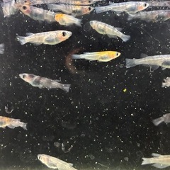 道中メダカ🌊和墨（強墨）１０匹の画像