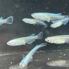 みゆきメダカ　若魚の画像