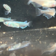 みゆきメダカ　若魚の画像