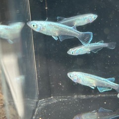 みゆきメダカ　若魚の画像