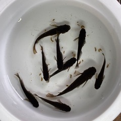 道中メダカ🌊オランジェトリオの画像
