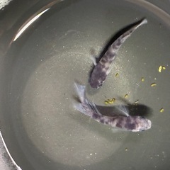 道中メダカ🌊和墨１ペアの画像