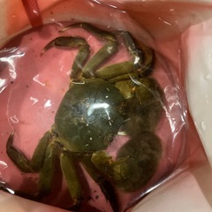 上海のカニ　差し上げますの画像