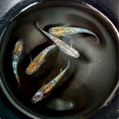 メダカ　ユリシス(幼魚) 1匹50円の画像