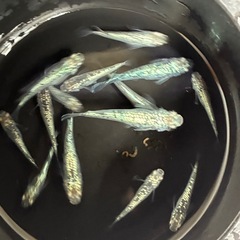 道中メダカ🌊レックウザ５匹の画像
