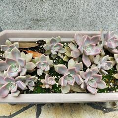 多肉植物「朧月」の画像