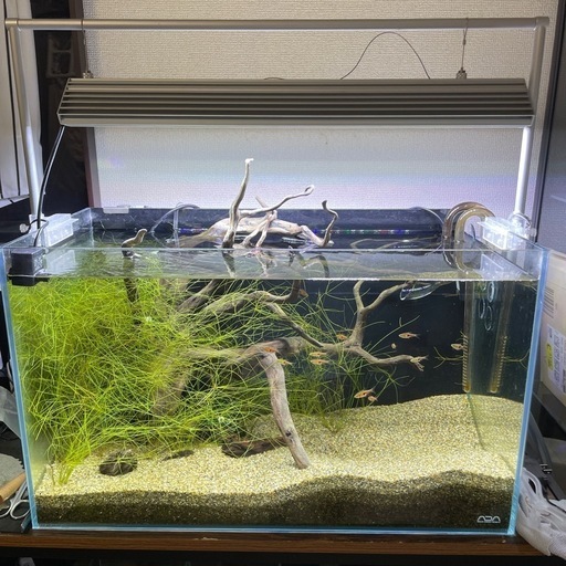 ◾︎お譲り先決定いたしました◾︎ADA 水槽セット