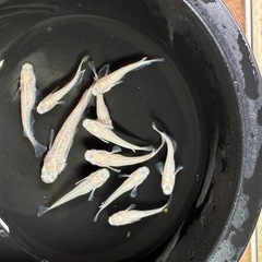 道中メダカ🌊スノーホワイト５匹の画像