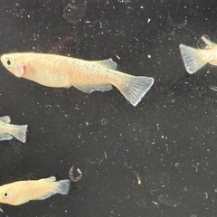 道中メダカ🌊スノーホワイト５匹の画像