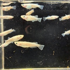 道中メダカ🌊スノーホワイト５匹の画像
