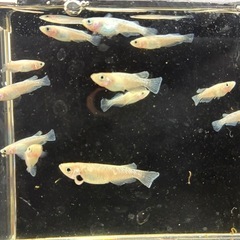 道中メダカ🌊スノーホワイト５匹の画像
