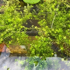 パールグラス 30本の画像