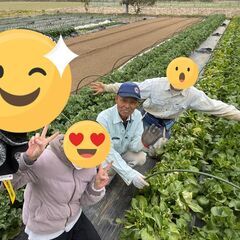 秋の味覚収穫祭り（さつまいも、落花生、山芋【いちょう芋】）
