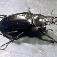 【新成虫】大サイズ ギラファノコギリクワガタ ペア ♀ホワイトアイの画像