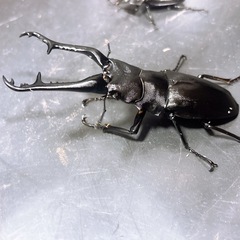 【新成虫】大サイズ ギラファノコギリクワガタ ペア ♀ホワイトアイの画像