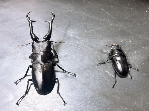 【新成虫】大サイズ ギラファノコギリクワガタ ペア ♀ホワイトアイ