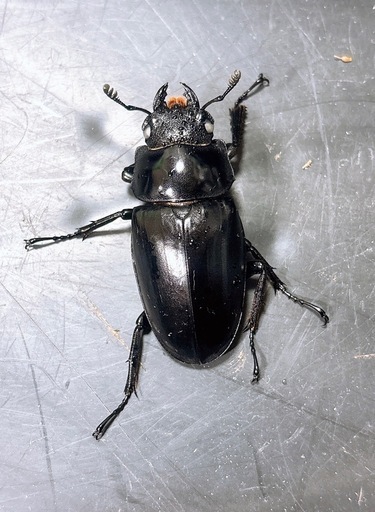 【新成虫】大サイズ ギラファノコギリクワガタ ペア ♀ホワイトアイ