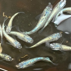改良メダカ ココロメダカ オリジナル品種 BLUEJEANSの画像