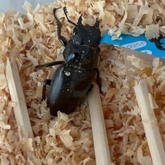 ギラファノコギリクワガタ、ヘラクレスオオカブトなど昆虫類多数の画像
