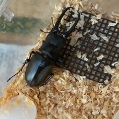 ギラファノコギリクワガタ、ヘラクレスオオカブトなど昆虫類多数の画像