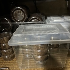 ギラファノコギリクワガタ、ヘラクレスオオカブトなど昆虫類多数の画像