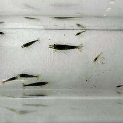 ミナミヌマエビ　大中小混合 20匹②の画像