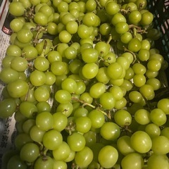 🉐シャインマスカット🍇　訳あり品の画像